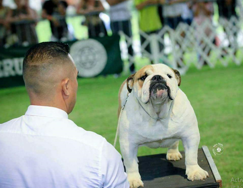 Multi CH LA CHATA TOUCH OF FROST