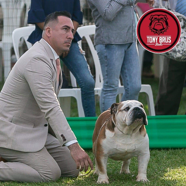 MULTI BIS CH GARCEL BULL AMARETTO