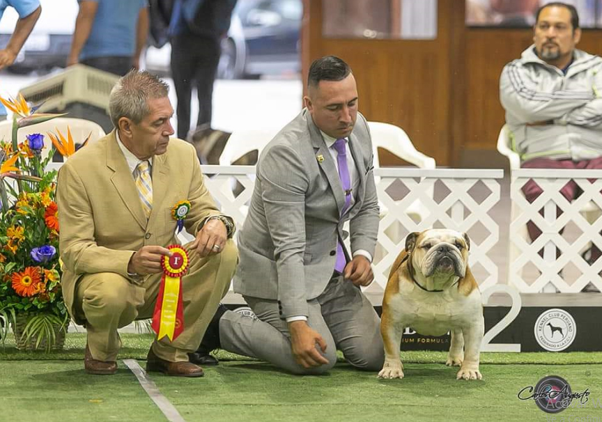 MULTI BIS CH GARCEL BULL AMARETTO