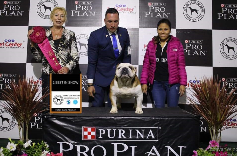 MULTI BIS CH GARCEL BULL AMARETTO