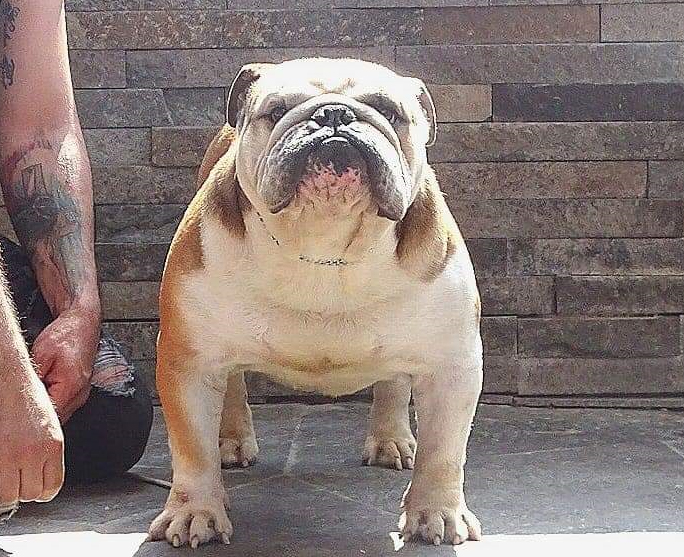 MULTI BIS CH GARCEL BULL AMARETTO