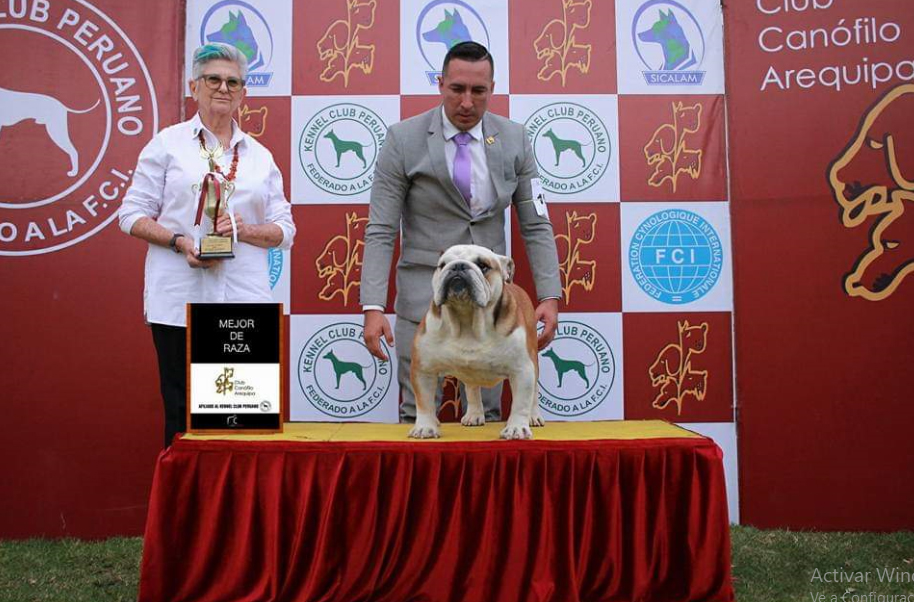 MULTI BIS CH GARCEL BULL AMARETTO