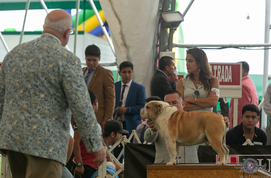 LEONARDO DI TONY BRUS