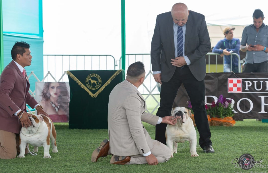 LEONARDO DI TONY BRUS