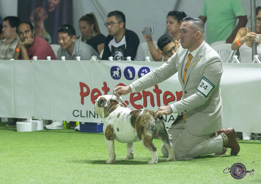 LA chata INTENCE CHIMO 