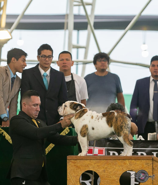 LA chata INTENCE CHIMO 