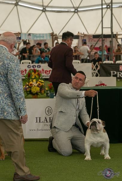 LA chata INTENCE CHIMO 