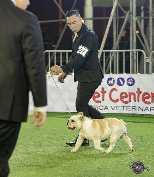 MULTI JCH CH ANAIS DE LUCAIPA 