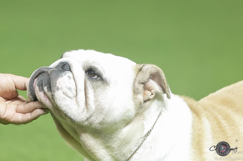 MULTI JCH CH ANAIS DE LUCAIPA 