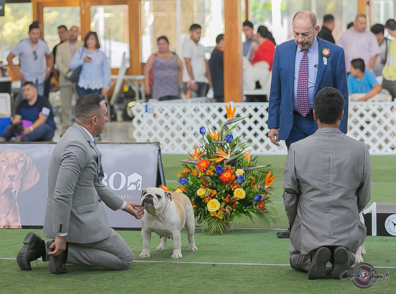 MULTI JCH CH ANAIS DE LUCAIPA 