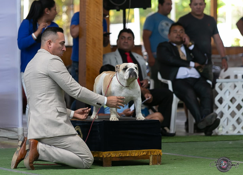 MULTI JCH CH ANAIS DE LUCAIPA 