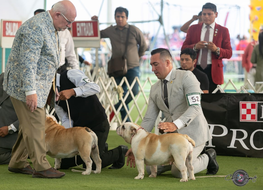 MULTI JCH CH ANAIS DE LUCAIPA 