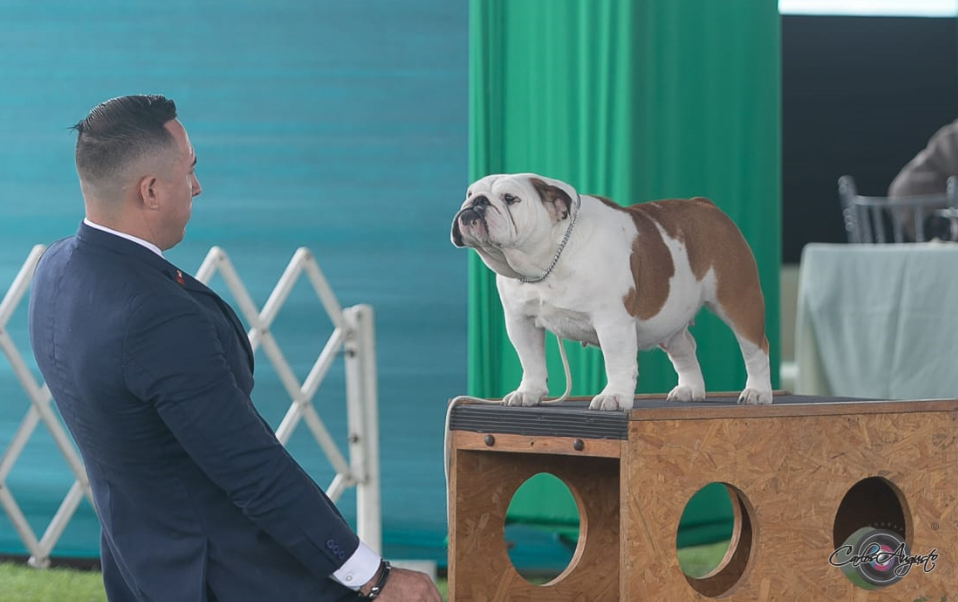 GARCEL BULL BLANCA NIEVES