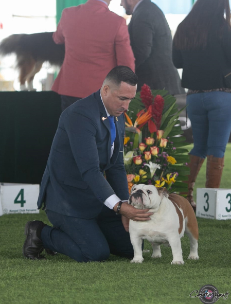 GARCEL BULL BLANCA NIEVES