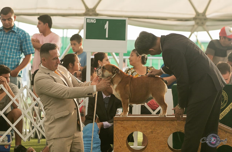 JASMIN DEL BOQUER�N 