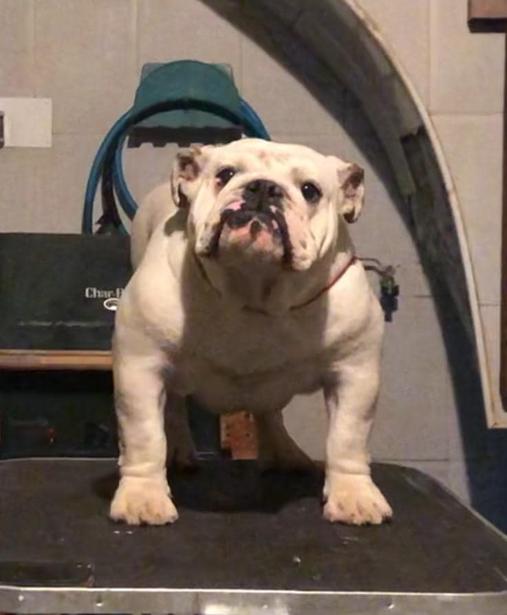 ROBURY BULL TUMBATOROS MELODY