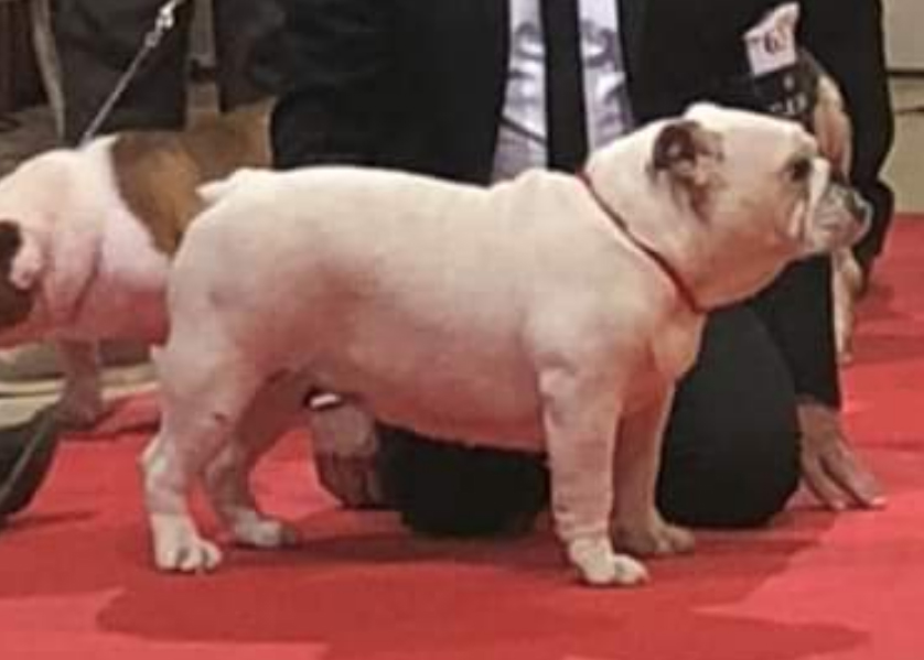 ROBURY BULL TUMBATOROS MELODY