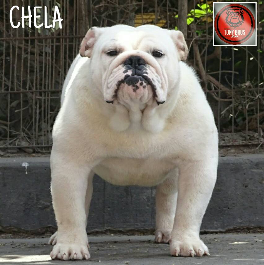 CHELA